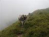 Roberto riporta le mucche all'alpe Valmontasca