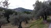 In lontananza Assisi