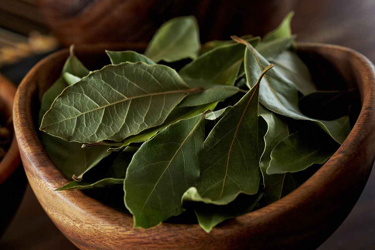 Mai buttare foglie di alloro secche